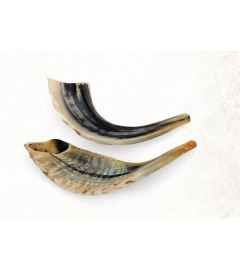 Shofar Size 4, 30-35cm