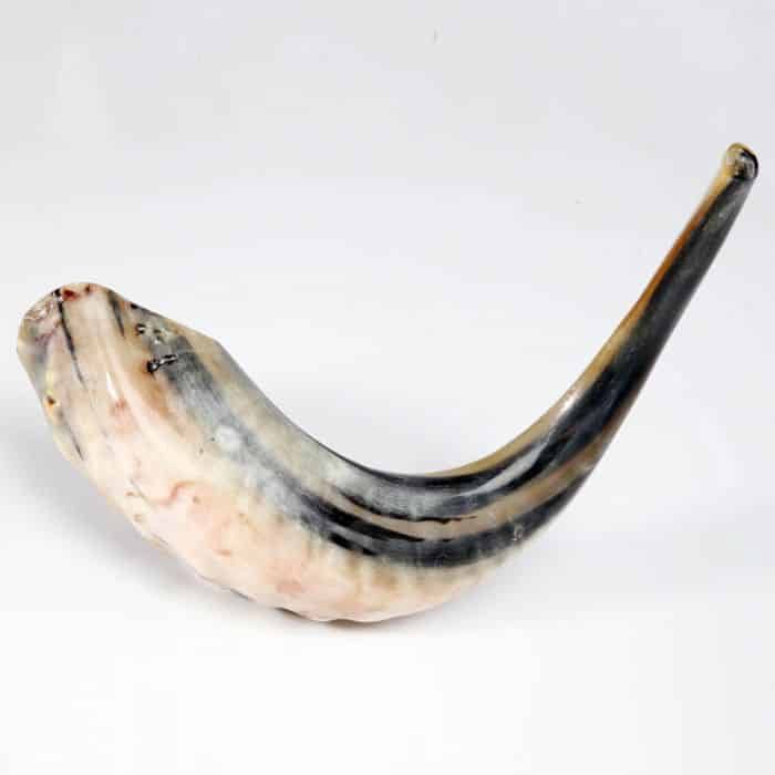 Shofar Size 4 30cm-35 cm