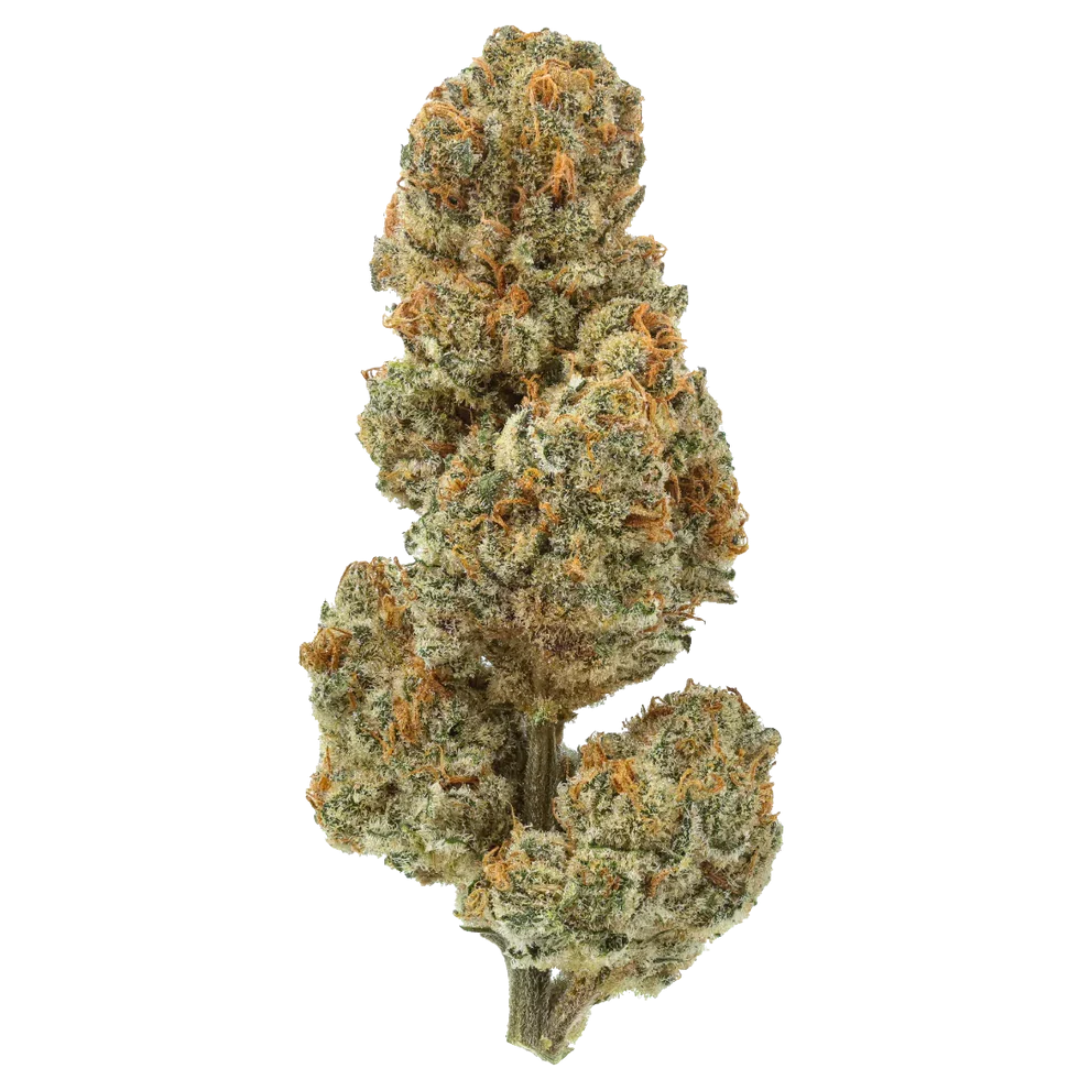 THCA Flower Premium Blueberry Lobster (Hybrid)