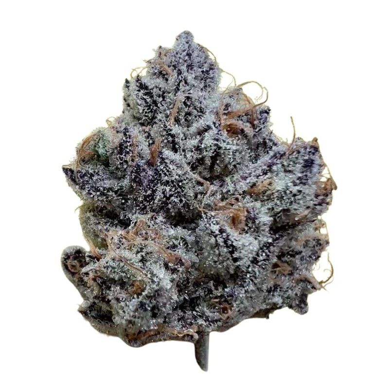 Guccizz Luxury High THCA Flower Crazy 88 (H)