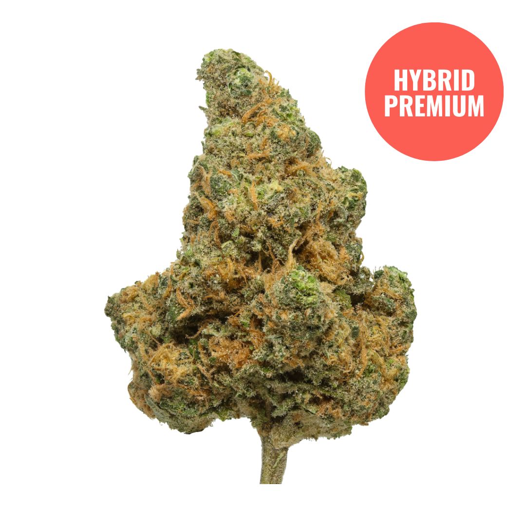 Premium High THCA Flower (S/H) Blue Dream 25.85% THCA *Austin Only Premium High THCA Flower (S/H) Blue Dream 25.85% THCA *Austin Only
