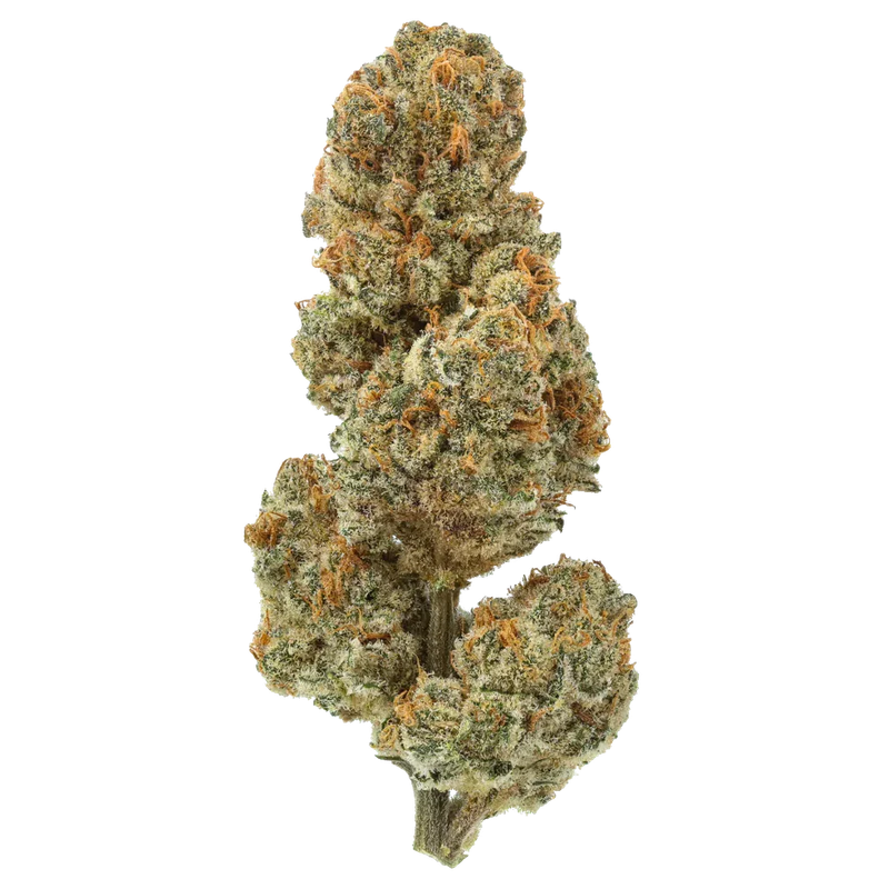 Premium THCA Flower (I) Blue Lobster