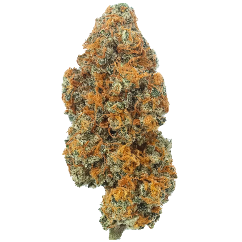 Premium Indoor CBD Strawberry Lemon Kush (H) 22.11% CBD