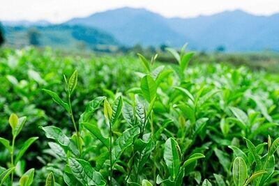 涵飲茶莊 茶葉