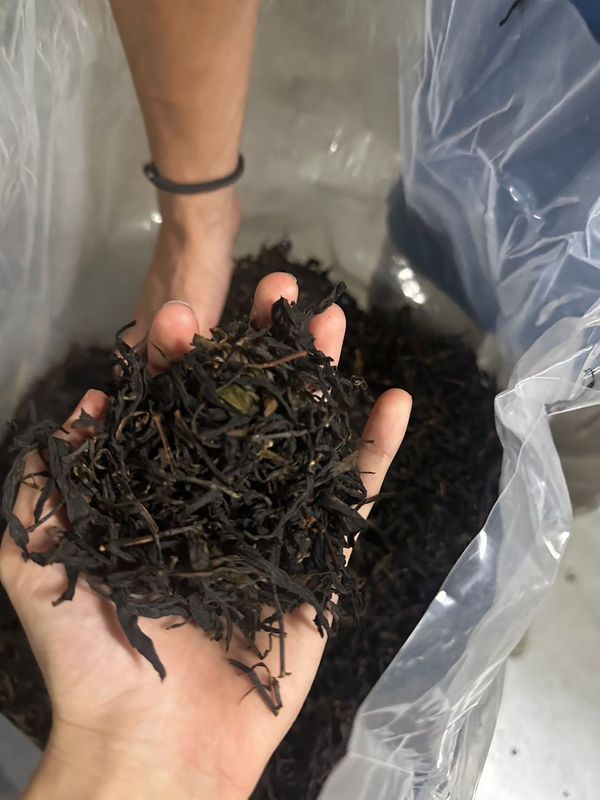 小葉蜜花紅茶《紅茶條》