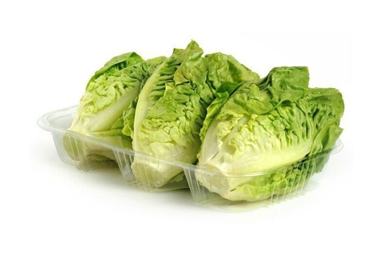 COGOLLOS DE LECHUGA
