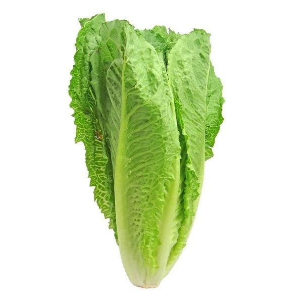 LECHUGA  ROMANA