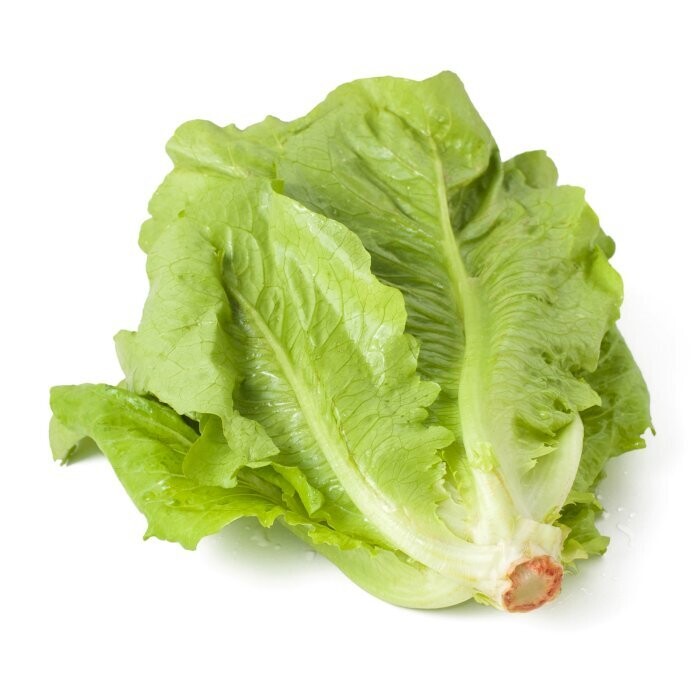 LECHUGA