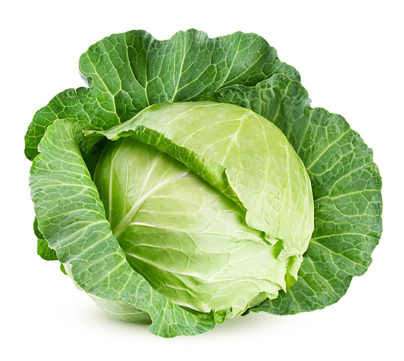 REPOLLO