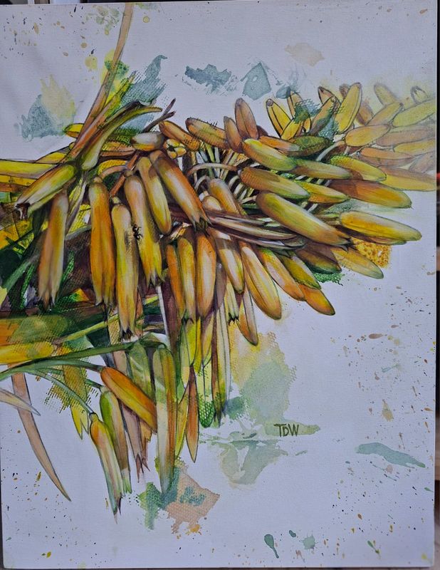 Yellow Krantz Aloe