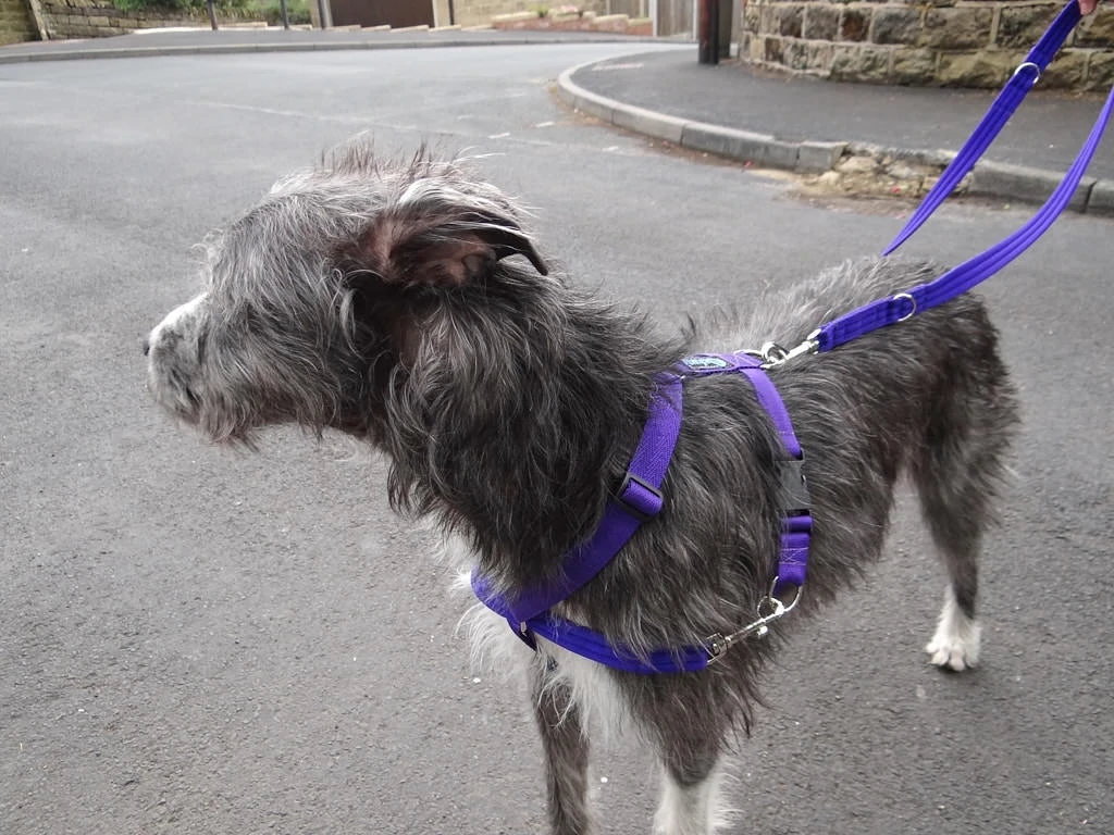 Mekuti balance top dog harness reviews