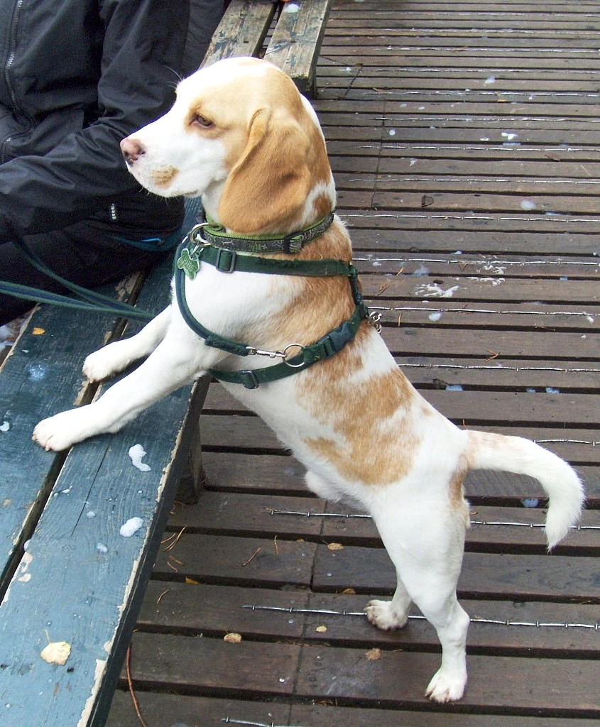 Mekuti Balance Harness Lead Set to stop dog pulling