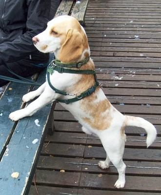 Tommy showing off his Cedar Green Harness.