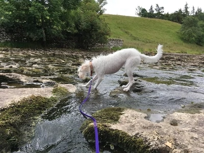 Mekuti Double-Ended Leads