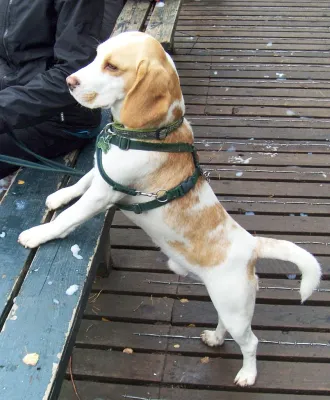 Mekuti Balance Harness ONLY Mekuti Balance Harness ONLY