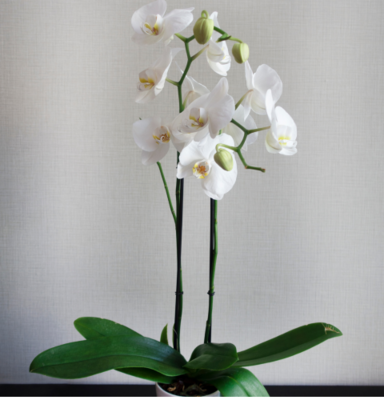 Luxurious Orchids