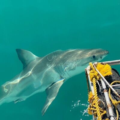 Shark Cage Diving In Gansbaai Full Day (With Shuttle)