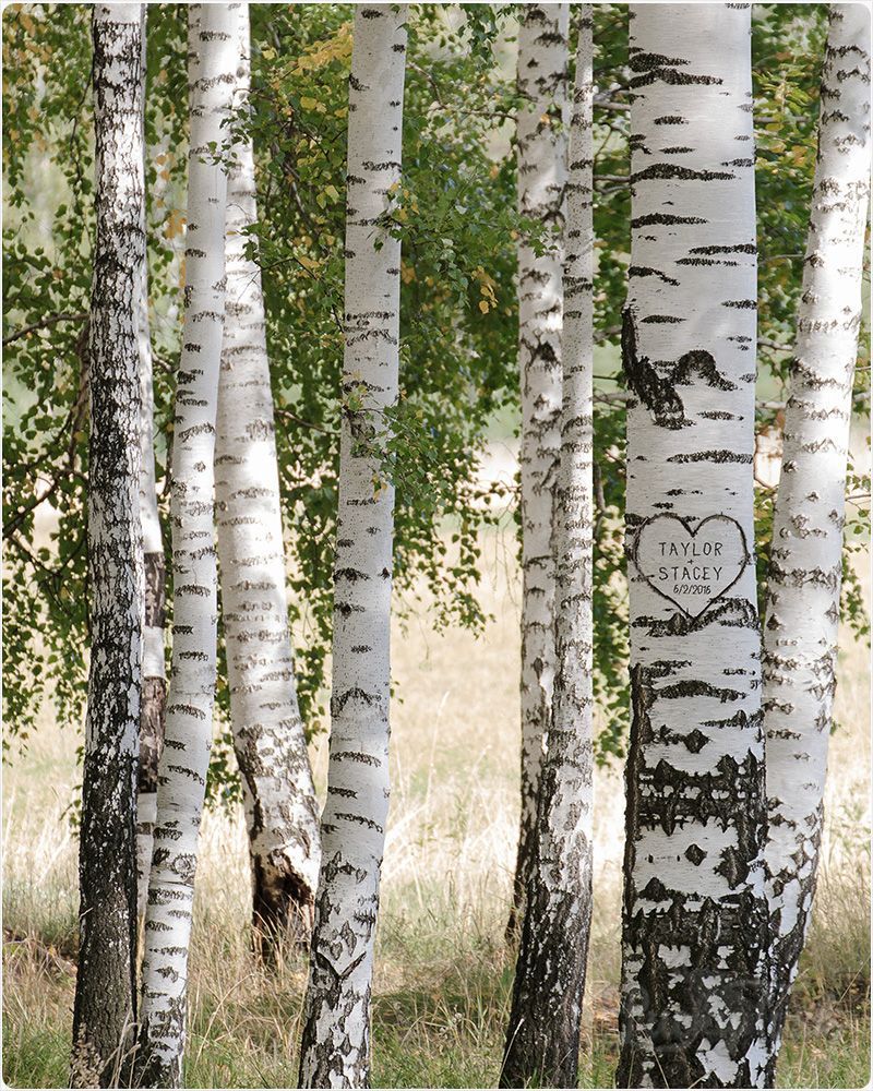 #1 Best Seller - Birch Forest Names in Tree Anniversary Wall Plaque Gift for Couple LTC-2175