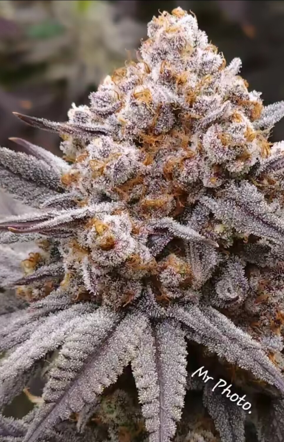 Astronaut Status #24