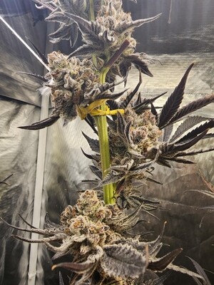 Black Velvet Clearwater Cut