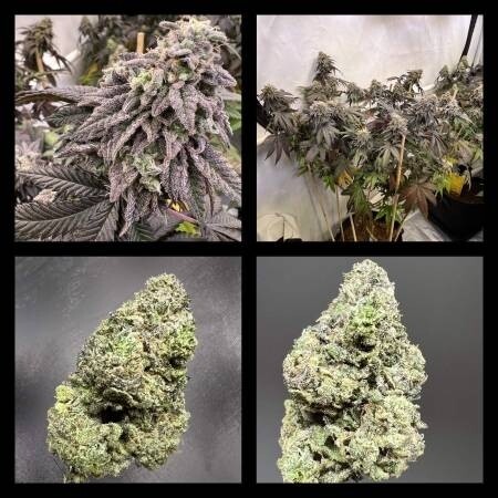 Black Velvet Clearwater Cut