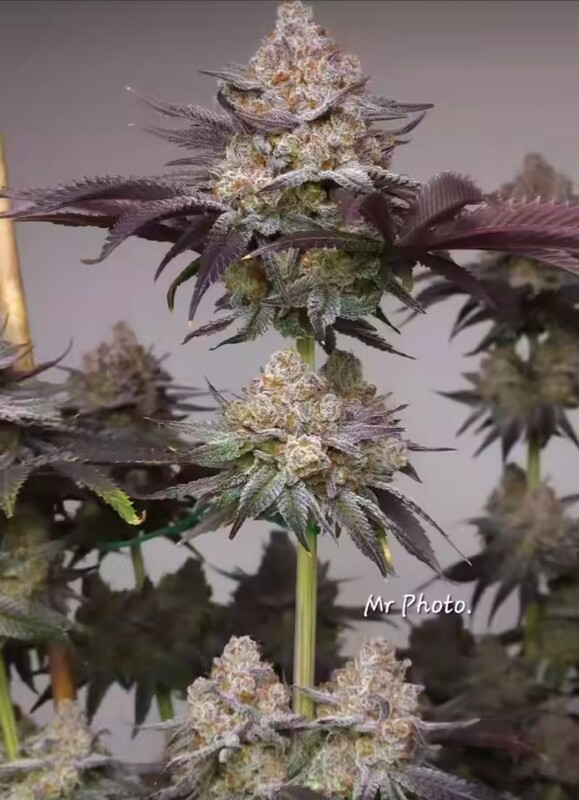 Astronaut Status #24