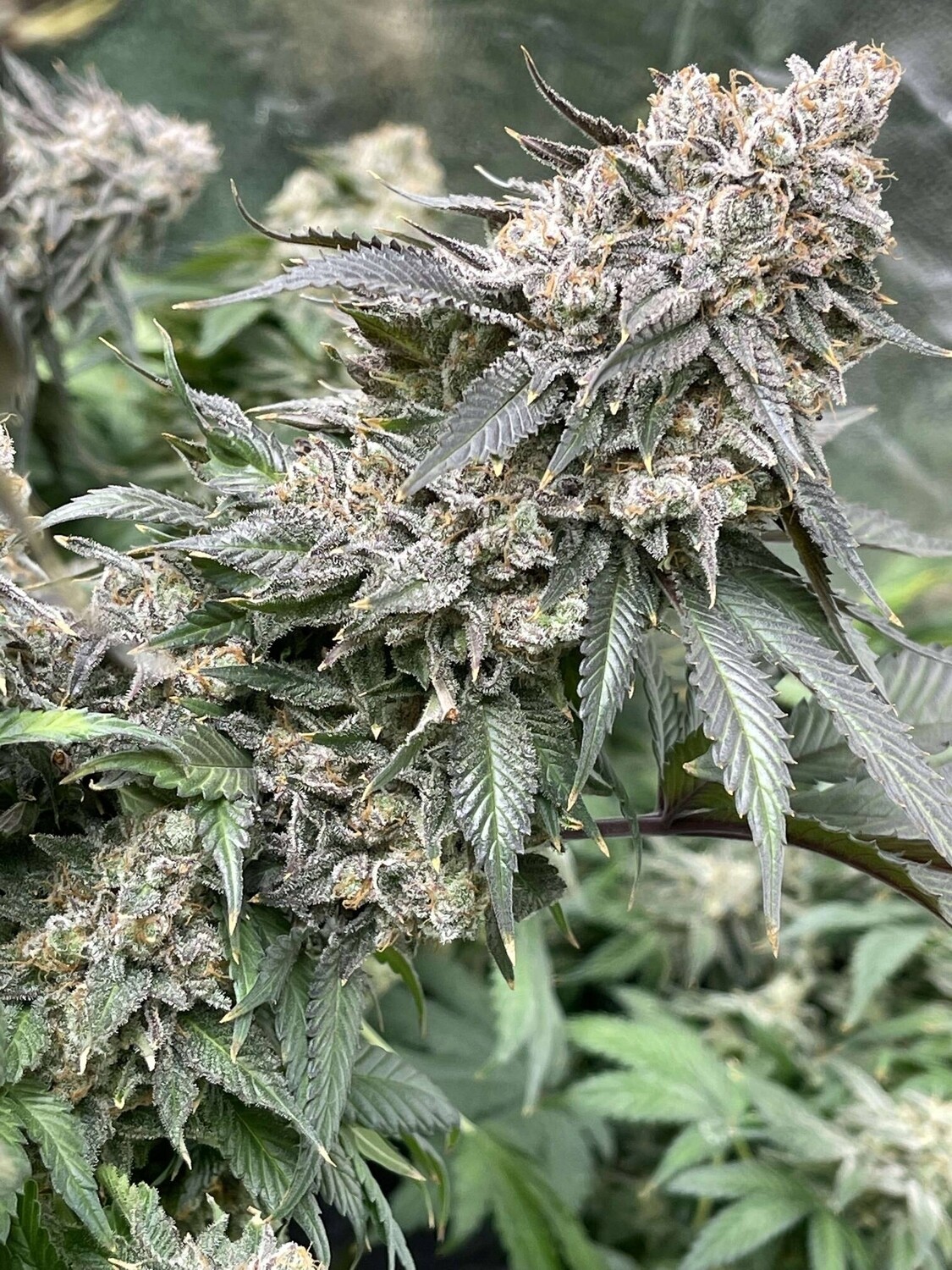 Bubba Kush (Matt Berger)