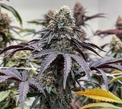 Black Maple #22 (Bloom/Boston Roots Cut)