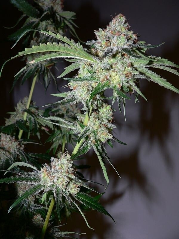 Bubba Kush (Matt Berger)