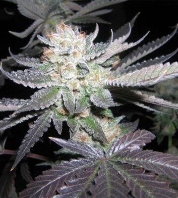 Bubba Kush (Matt Berger)