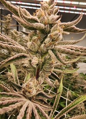 Chimera #3 Beleafs 10 k Cut