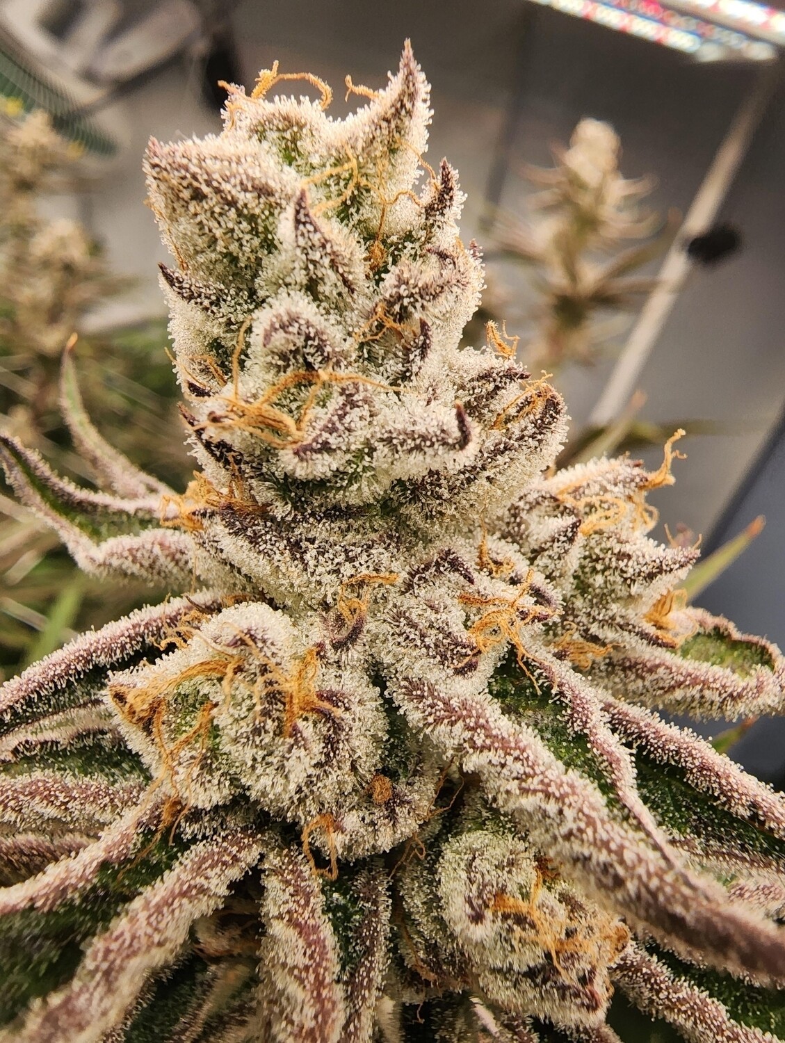 Chimera #3 Beleafs 10 k Cut