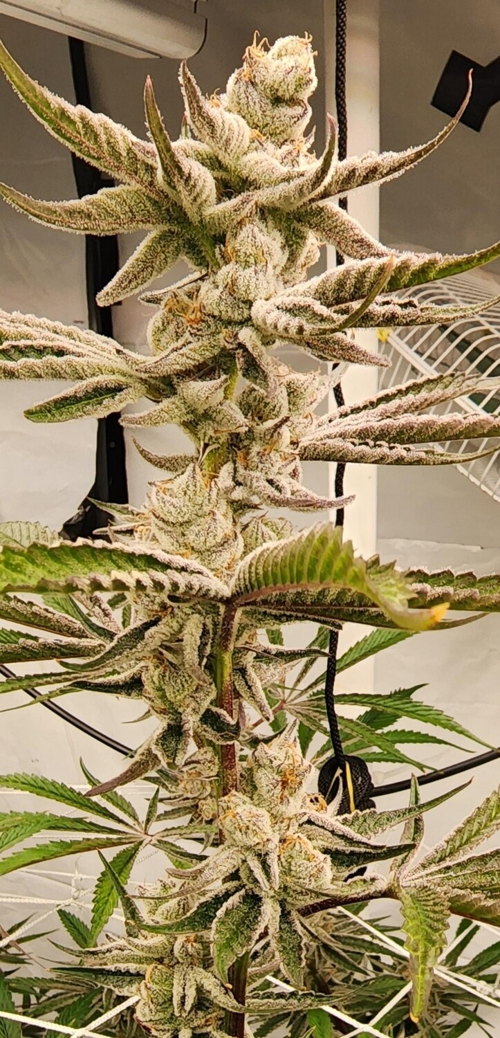 Chimera #3 Beleafs 10 k Cut