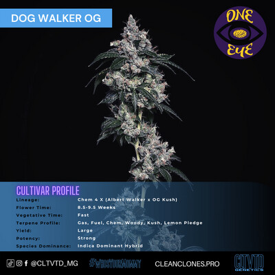 Dogwalker OG CLTVD