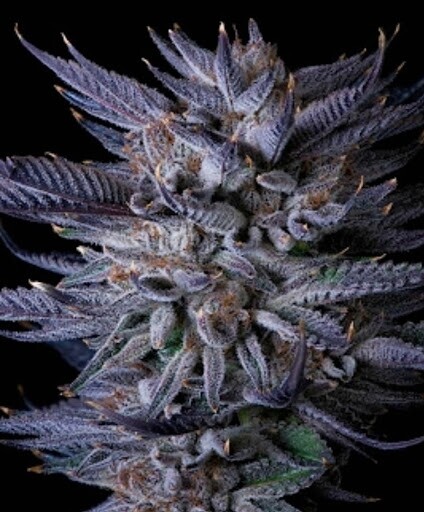 Fire As Fuck (Tiki Madman Cut)