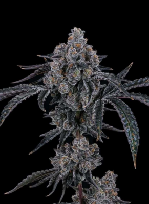 Dulce De Uva (Bloom Breeder Cut)