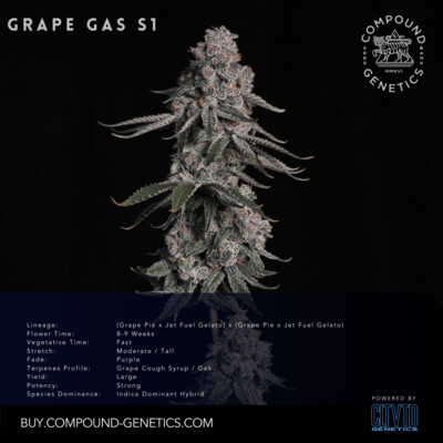 Grape Gas S1 CLTVD
