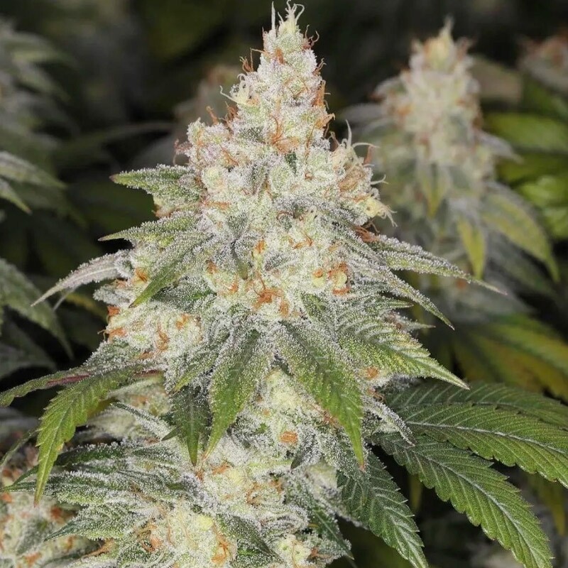 Dulce De Uva (Bloom Breeder Cut)