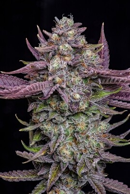 Mendo Crumble Mendo Mikeys Lions Cut