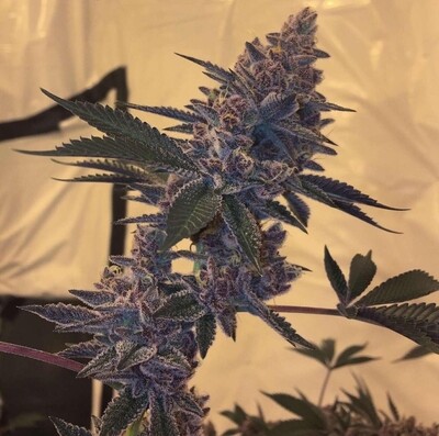 MTN Trop ( Bloom Cut)