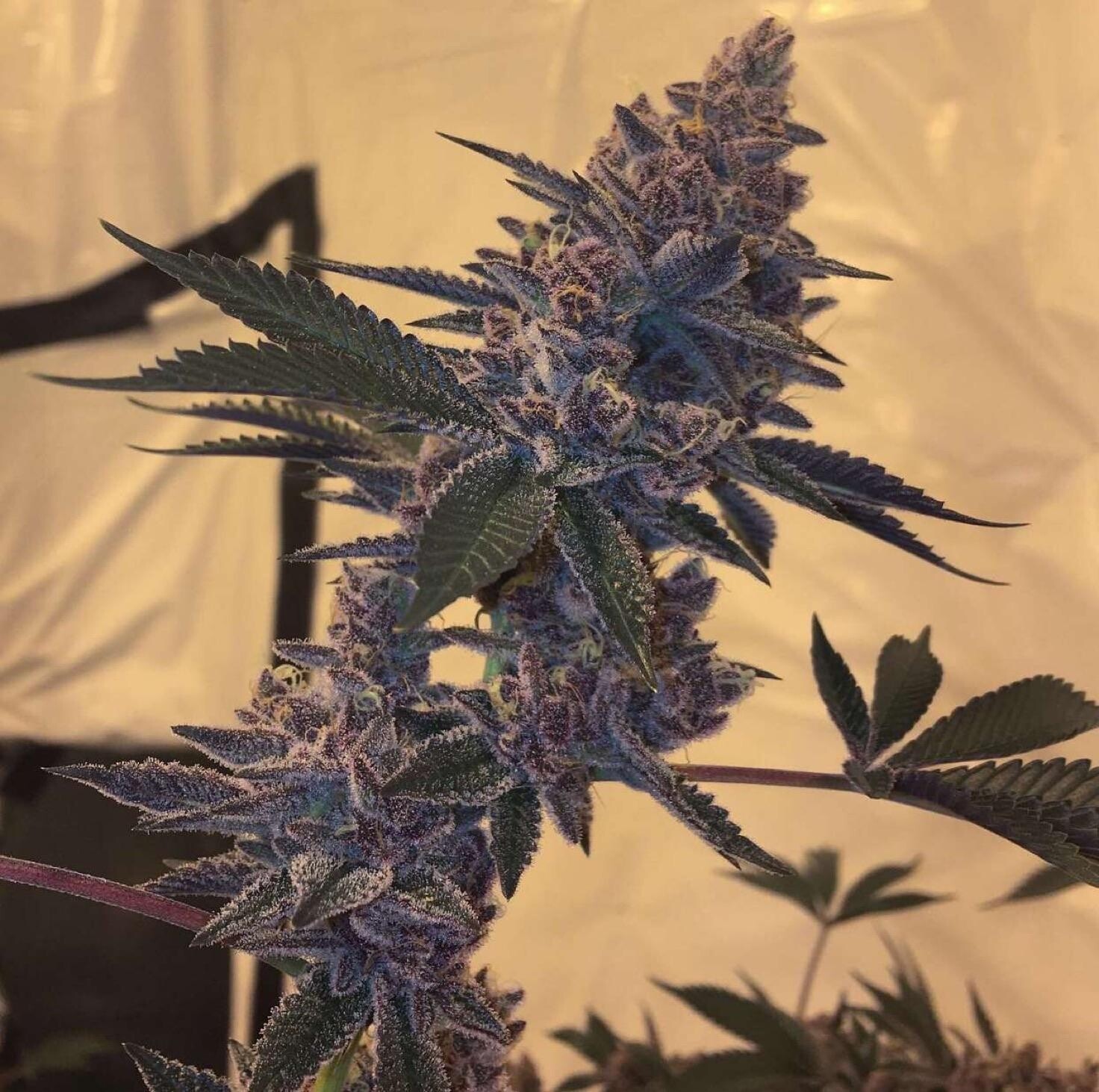 MTN Trop ( Bloom Cut)