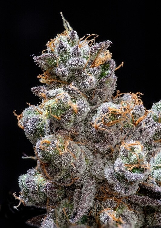 Mendo Crumble Mendo Mikeys Lions Cut