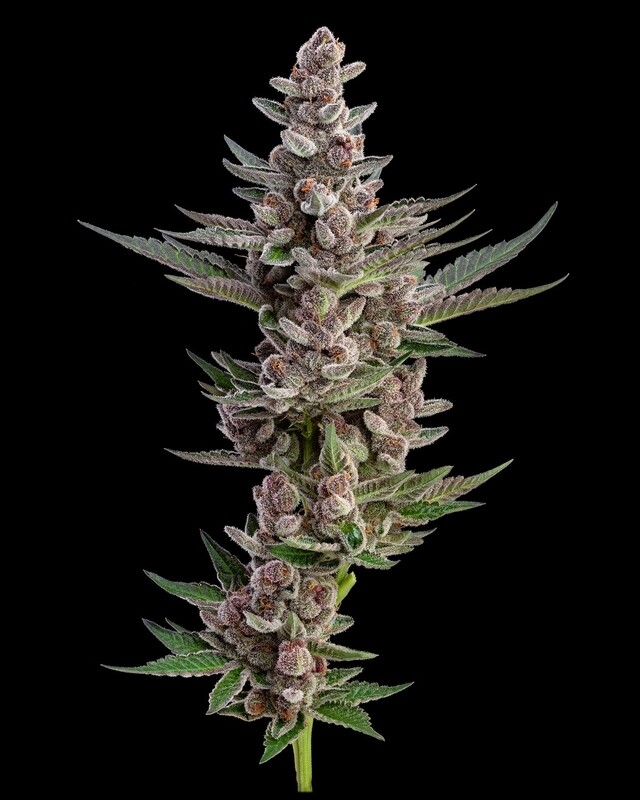 MTN Trop ( Bloom Cut)