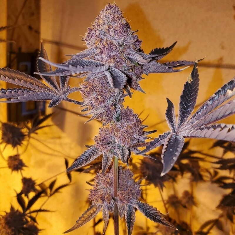 Trop Cherry Relentless Breeders Cut