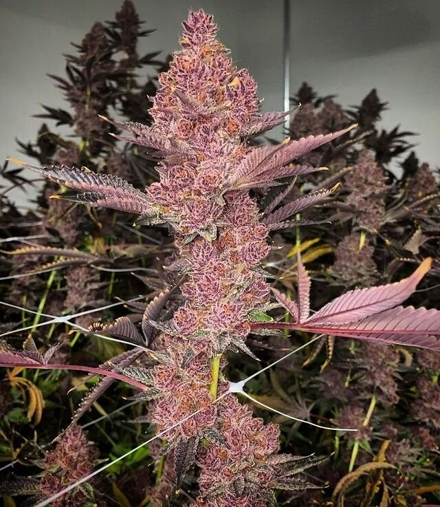 Trop Cherry Relentless Breeders Cut