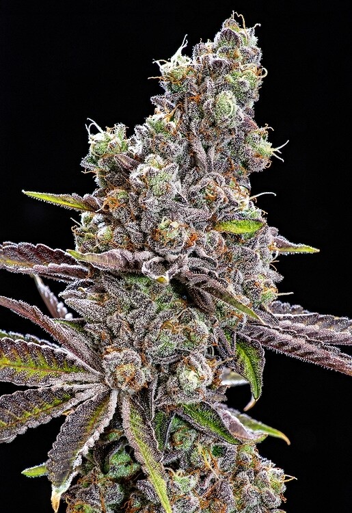 Mendo Crumble Mendo Mikeys Lions Cut