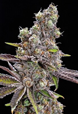 Mendo Crumble Mendo Mikeys Lions Cut