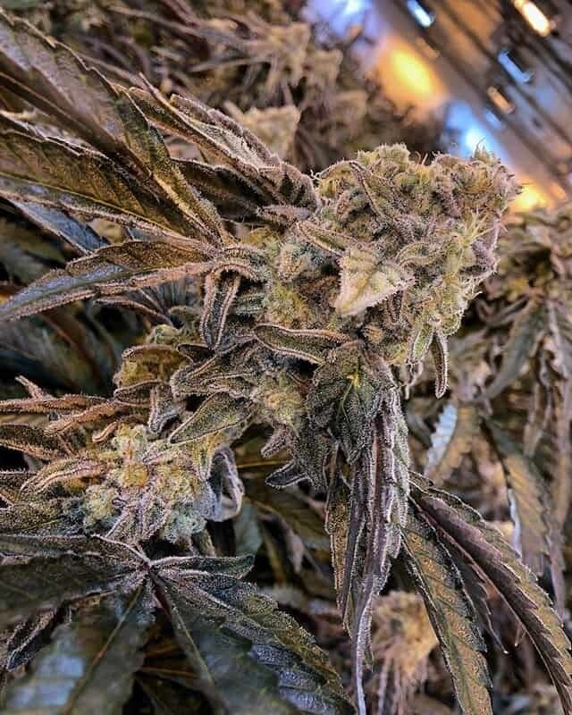 Mac 1 (Caps Cut) NFS AT ALL