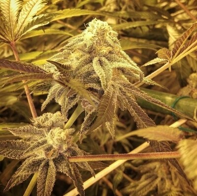 Purple Punch (Alpha Cut)