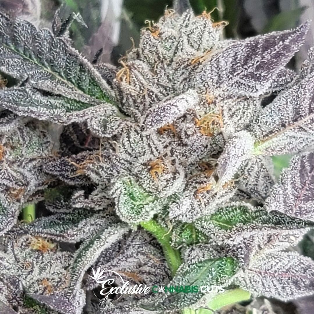 Strawberry Gary Exotic Mike's Cut 